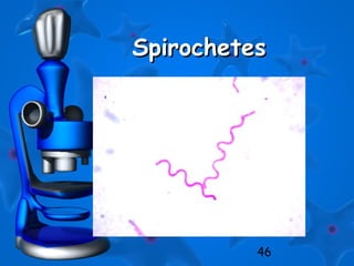 46
SpirochetesSpirochetes
 