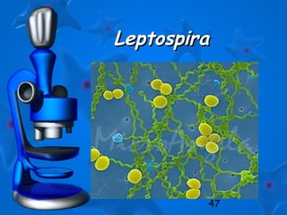47
LeptospiraLeptospira
 