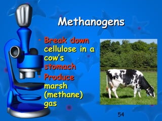 54
MethanogensMethanogens
• Break downBreak down
cellulose in acellulose in a
cow’scow’s
stomachstomach
• ProduceProduce
marshmarsh
(methane)(methane)
gasgas
 