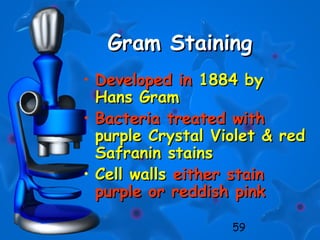 59
Gram StainingGram Staining
• Developed inDeveloped in 1884 by1884 by
Hans GramHans Gram
• Bacteria treated withBacteria treated with
purple Crystal Violet & redpurple Crystal Violet & red
Safranin stainsSafranin stains
• Cell wallsCell walls either staineither stain
purple or reddish pinkpurple or reddish pink
 