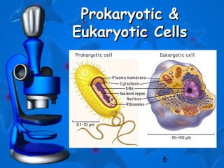 6
Prokaryotic &Prokaryotic &
Eukaryotic CellsEukaryotic Cells
 