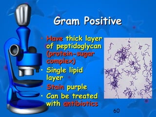 60
Gram PositiveGram Positive
• HaveHave thick layerthick layer
of peptidoglycanof peptidoglycan
(protein-sugar(protein-sugar
complex)complex)
• Single lipidSingle lipid
layerlayer
• StainStain purplepurple
• Can be treatedCan be treated
withwith antibioticsantibiotics
 