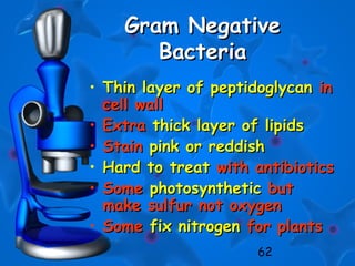 62
Gram NegativeGram Negative
BacteriaBacteria
• Thin layer of peptidoglycanThin layer of peptidoglycan inin
cell wallcell wall
• ExtraExtra thick layer of lipidsthick layer of lipids
• StainStain pink or reddishpink or reddish
• Hard to treatHard to treat with antibioticswith antibiotics
• SomeSome photosyntheticphotosynthetic butbut
make sulfur not oxygenmake sulfur not oxygen
• SomeSome fix nitrogenfix nitrogen for plantsfor plants
 