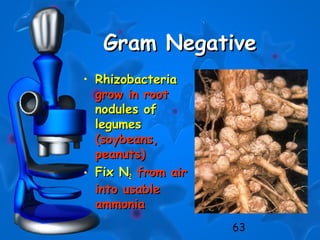 63
Gram NegativeGram Negative
• RhizobacteriaRhizobacteria
grow in rootgrow in root
nodules ofnodules of
legumeslegumes
(soybeans,(soybeans,
peanuts)peanuts)
• Fix NFix N22 from airfrom air
into usableinto usable
ammoniaammonia
 