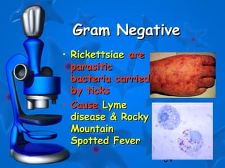 64
Gram NegativeGram Negative
• RickettsiaeRickettsiae areare
parasiticparasitic
bacteria carriedbacteria carried
by ticksby ticks
• CauseCause LymeLyme
disease & Rockydisease & Rocky
MountainMountain
Spotted FeverSpotted Fever
 