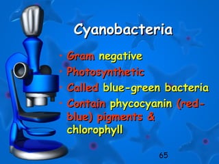 65
CyanobacteriaCyanobacteria
• GramGram negativenegative
• PhotosyntheticPhotosynthetic
• CalledCalled blue-green bacteriablue-green bacteria
• ContainContain phycocyaninphycocyanin (red-(red-
blue) pigments &blue) pigments &
chlorophyllchlorophyll
 