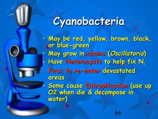 66
CyanobacteriaCyanobacteria
• May be red, yellow, brown, black,May be red, yellow, brown, black,
or blue-greenor blue-green
• May grow inMay grow in chainschains ((OscillatoriaOscillatoria))
• HaveHave HeterocystsHeterocysts to help fix Nto help fix N22
• First to re-enterFirst to re-enter devastateddevastated
areasareas
• Some causeSome cause EutrophicationEutrophication (use up(use up
O2 when die & decompose inO2 when die & decompose in
water)water)
 