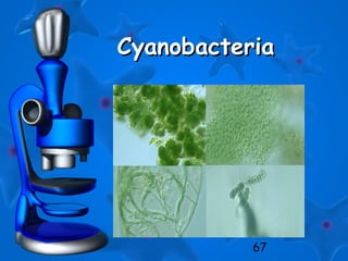 67
CyanobacteriaCyanobacteria
 