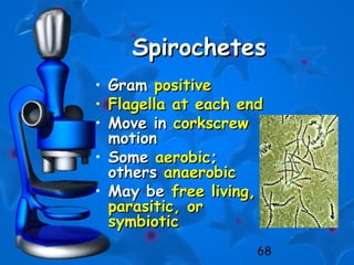 68
SpirochetesSpirochetes
• GramGram positivepositive
• Flagella at each endFlagella at each end
• Move inMove in corkscrewcorkscrew
motionmotion
• SomeSome aerobicaerobic;;
othersothers anaerobicanaerobic
• May beMay be free living,free living,
parasitic, orparasitic, or
symbioticsymbiotic
 
