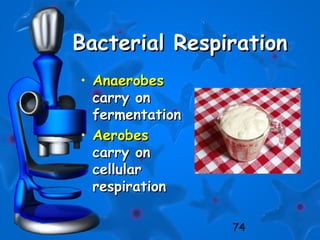 74
Bacterial RespirationBacterial Respiration
• AnaerobesAnaerobes
carry oncarry on
fermentationfermentation
• AerobesAerobes
carry oncarry on
cellularcellular
respirationrespiration
 
