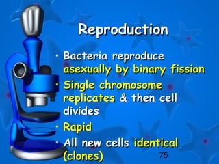 75
ReproductionReproduction
• Bacteria reproduceBacteria reproduce
asexually by binary fissionasexually by binary fission
• Single chromosomeSingle chromosome
replicatesreplicates & then cell& then cell
dividesdivides
• RapidRapid
• All new cellsAll new cells identicalidentical
(clones)(clones)
 