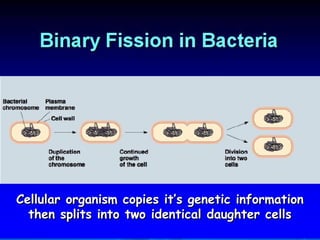 76
Cellular organism copies it’s genetic informationCellular organism copies it’s genetic information
then splits into two identical daughter cellsthen splits into two identical daughter cells
 
