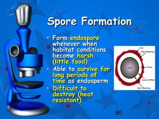 80
Spore FormationSpore Formation
• FormForm endosporeendospore
whenever whenwhenever when
habitat conditionshabitat conditions
becomebecome harshharsh
(little food)(little food)
• Able toAble to survive forsurvive for
long periods oflong periods of
timetime as endospermas endosperm
• Difficult toDifficult to
destroy (heatdestroy (heat
resistant)resistant)
 