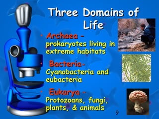 9
Three Domains ofThree Domains of
LifeLife
• ArchaeaArchaea ––
prokaryotes living inprokaryotes living in
extreme habitatsextreme habitats
• BacteriaBacteria--
Cyanobacteria andCyanobacteria and
eubacteriaeubacteria
• EukaryaEukarya ––
Protozoans, fungi,Protozoans, fungi,
plants, & animalsplants, & animals
 