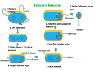 Microbiology structure_of_bacteria (2).pptx