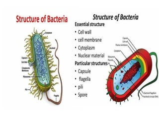 Map Bacterial Structure Microbiology structure_of_bacteria (2).pptx