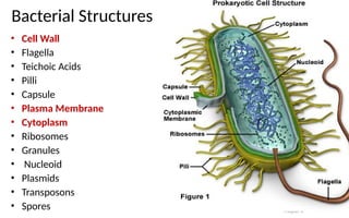 Map Bacterial Structure Structure of bacteria .ppt good educational service | PPT