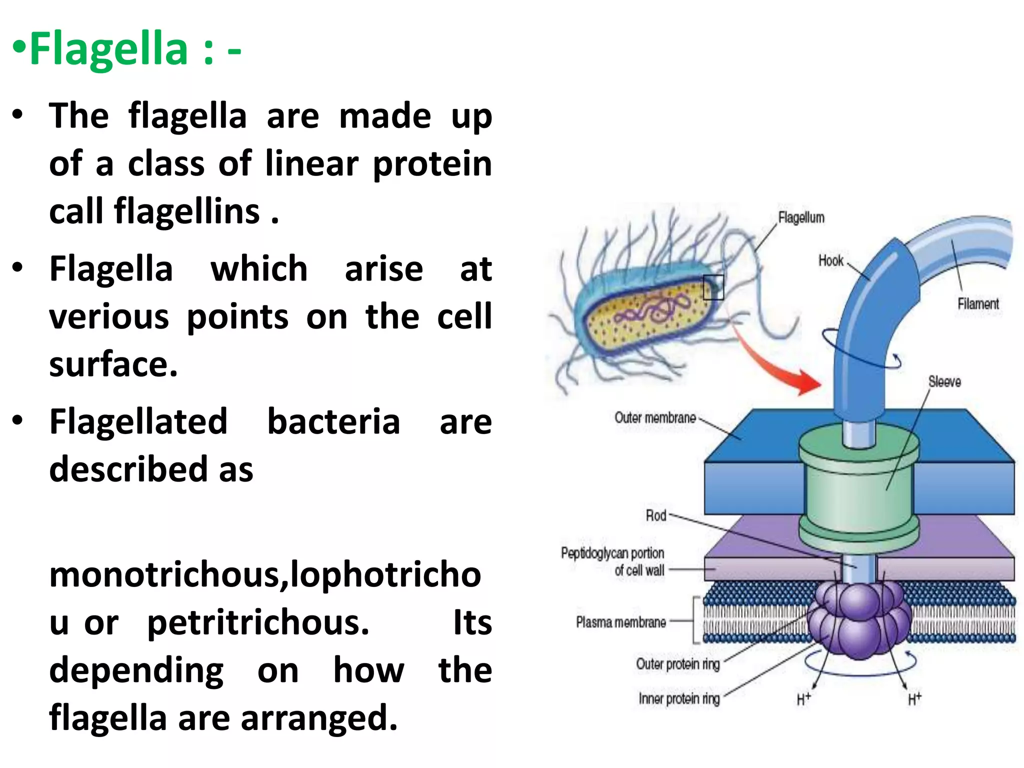 •Flagella : -
• The flagella are made up
of a class of linear protein
call flagellins .
• Flagella which arise at
verious points on the cell
surface.
• Flagellated bacteria are
described as
monotrichous,lophotricho
u or petritrichous. Its
depending on how the
flagella are arranged.
 