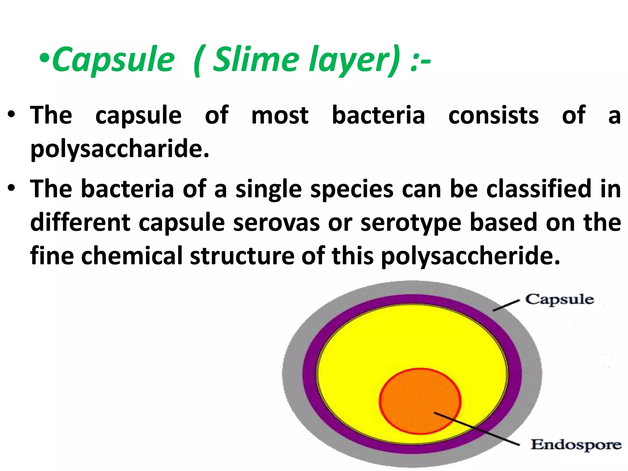 •Capsule ( Slime layer) :-
• The capsule of most bacteria consists of a
polysaccharide.
• The bacteria of a single species can be classified in
different capsule serovas or serotype based on the
fine chemical structure of this polysaccheride.
 