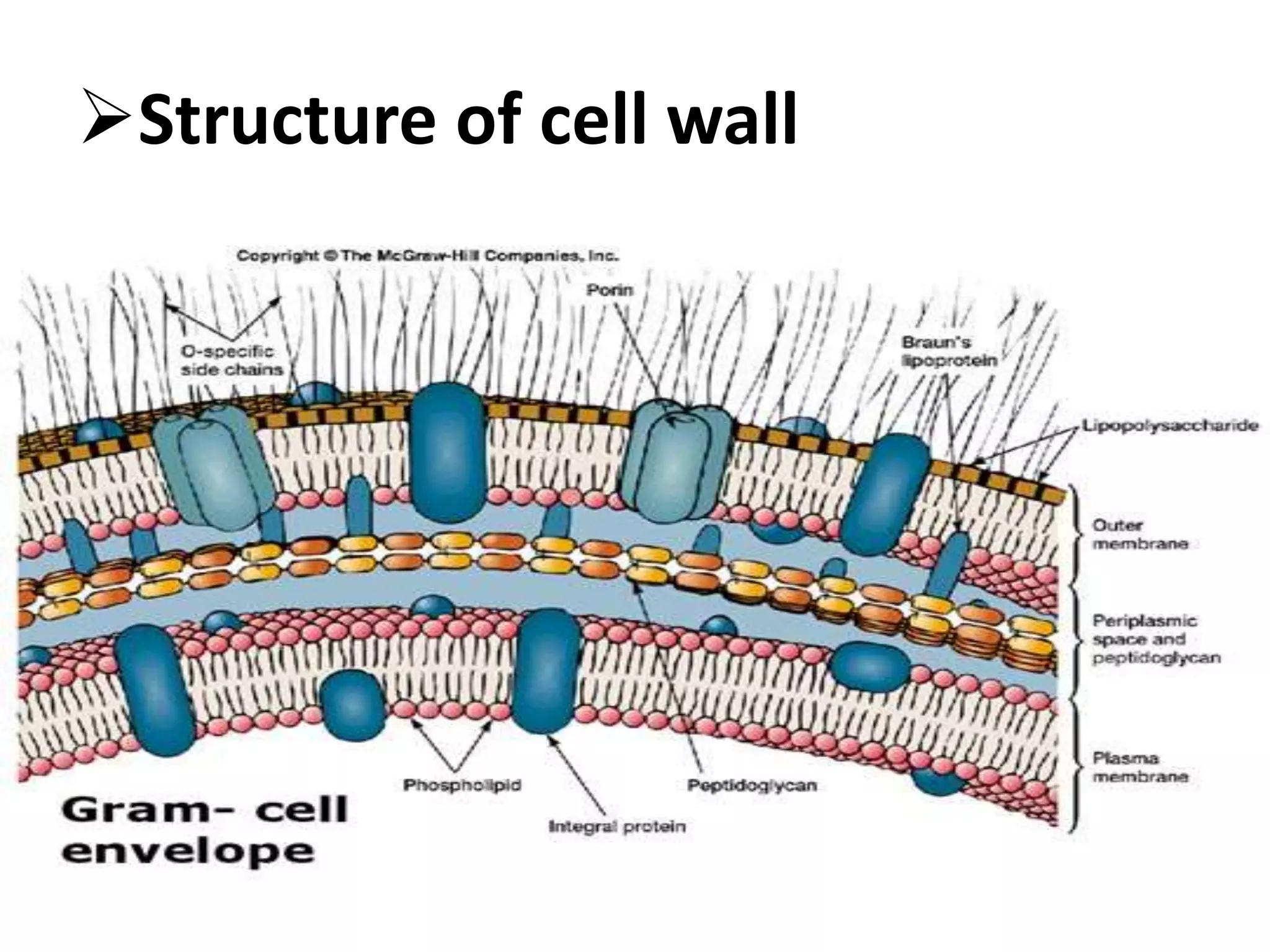 Structure of cell wall
 