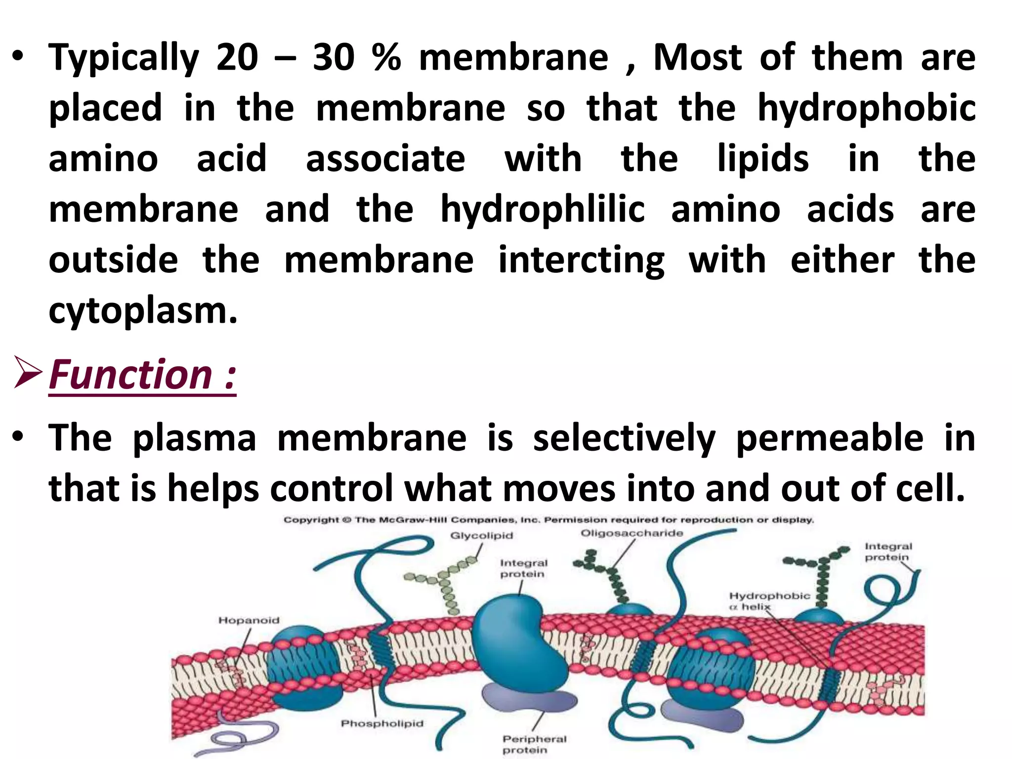 • Typically 20 – 30 % membrane , Most of them are
placed in the membrane so that the hydrophobic
amino acid associate with the lipids in the
membrane and the hydrophlilic amino acids are
outside the membrane intercting with either the
cytoplasm.
Function :
• The plasma membrane is selectively permeable in
that is helps control what moves into and out of cell.
 