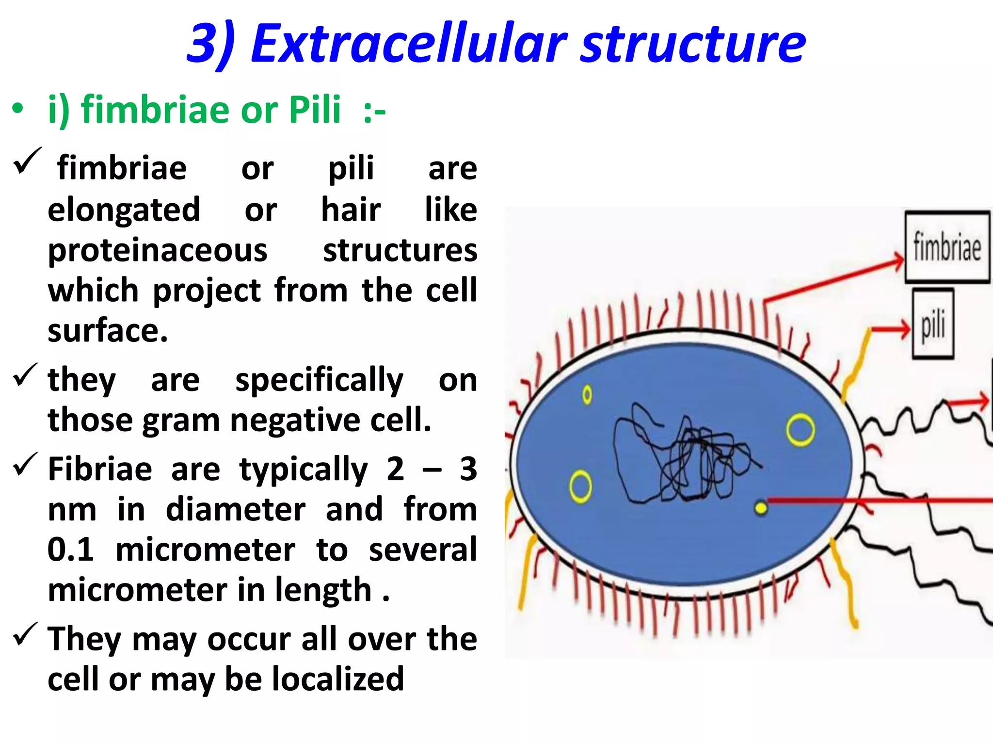 3) Extracellular structure
• i) fimbriae or Pili :-
 fimbriae or pili are
elongated or hair like
proteinaceous structures
which project from the cell
surface.
 they are specifically on
those gram negative cell.
 Fibriae are typically 2 – 3
nm in diameter and from
0.1 micrometer to several
micrometer in length .
 They may occur all over the
cell or may be localized
 