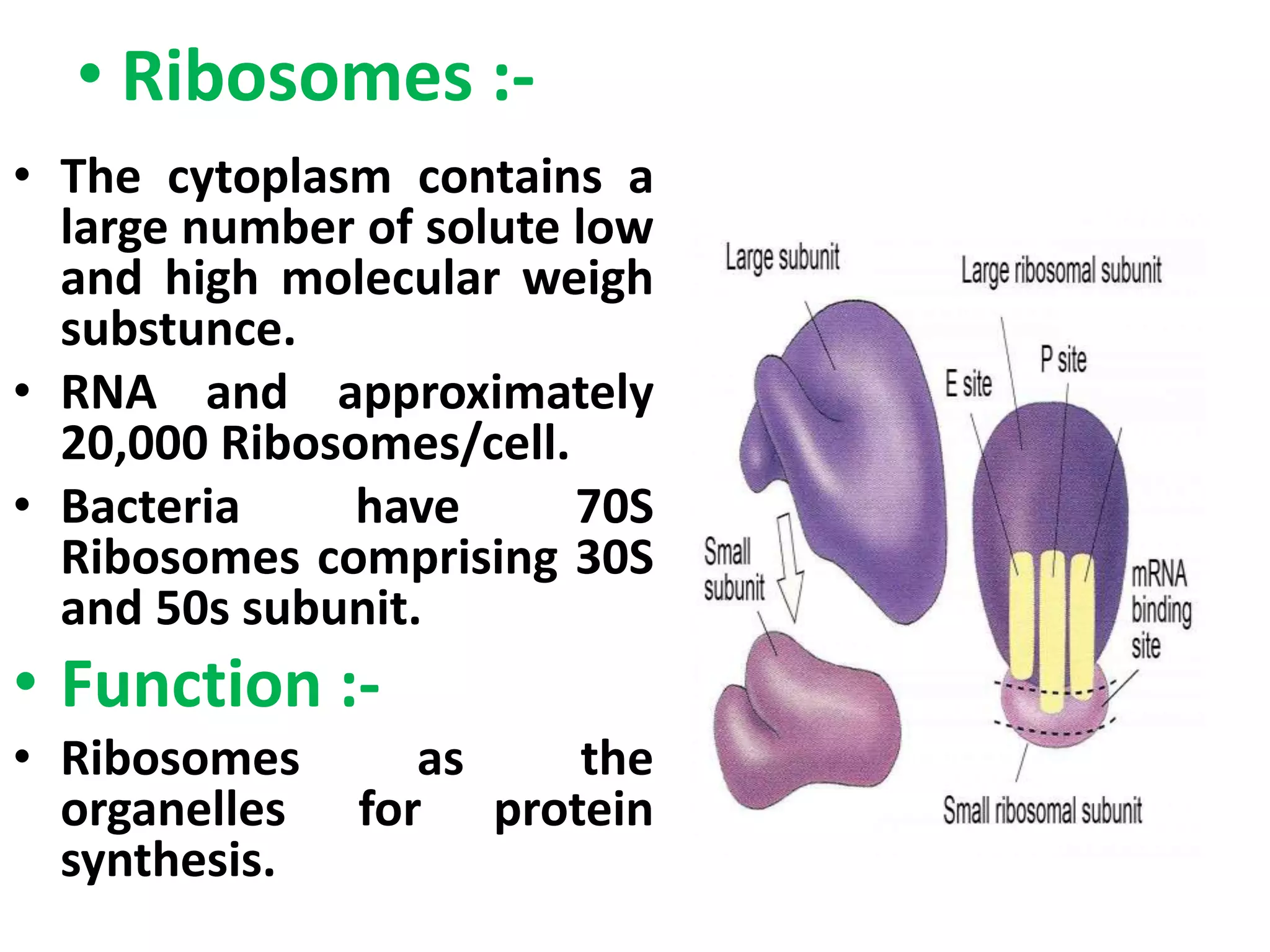 • Ribosomes :-
• The cytoplasm contains a
large number of solute low
and high molecular weigh
substunce.
• RNA and approximately
20,000 Ribosomes/cell.
• Bacteria have 70S
Ribosomes comprising 30S
and 50s subunit.
• Function :-
• Ribosomes as the
organelles for protein
synthesis.
 