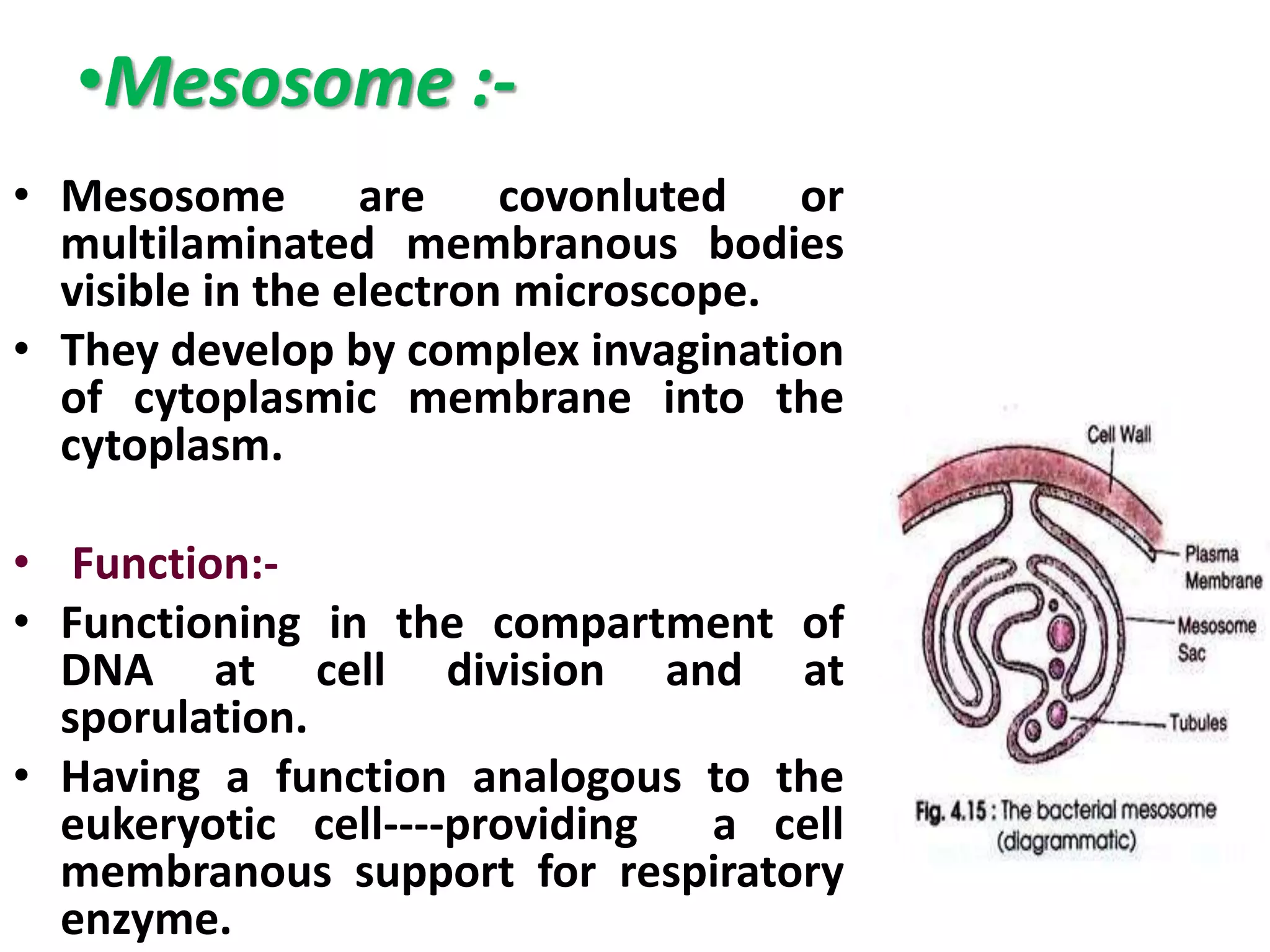 •Mesosome :-
• Mesosome are covonluted or
multilaminated membranous bodies
visible in the electron microscope.
• They develop by complex invagination
of cytoplasmic membrane into the
cytoplasm.
• Function:-
• Functioning in the compartment of
DNA at cell division and at
sporulation.
• Having a function analogous to the
eukeryotic cell----providing a cell
membranous support for respiratory
enzyme.
 