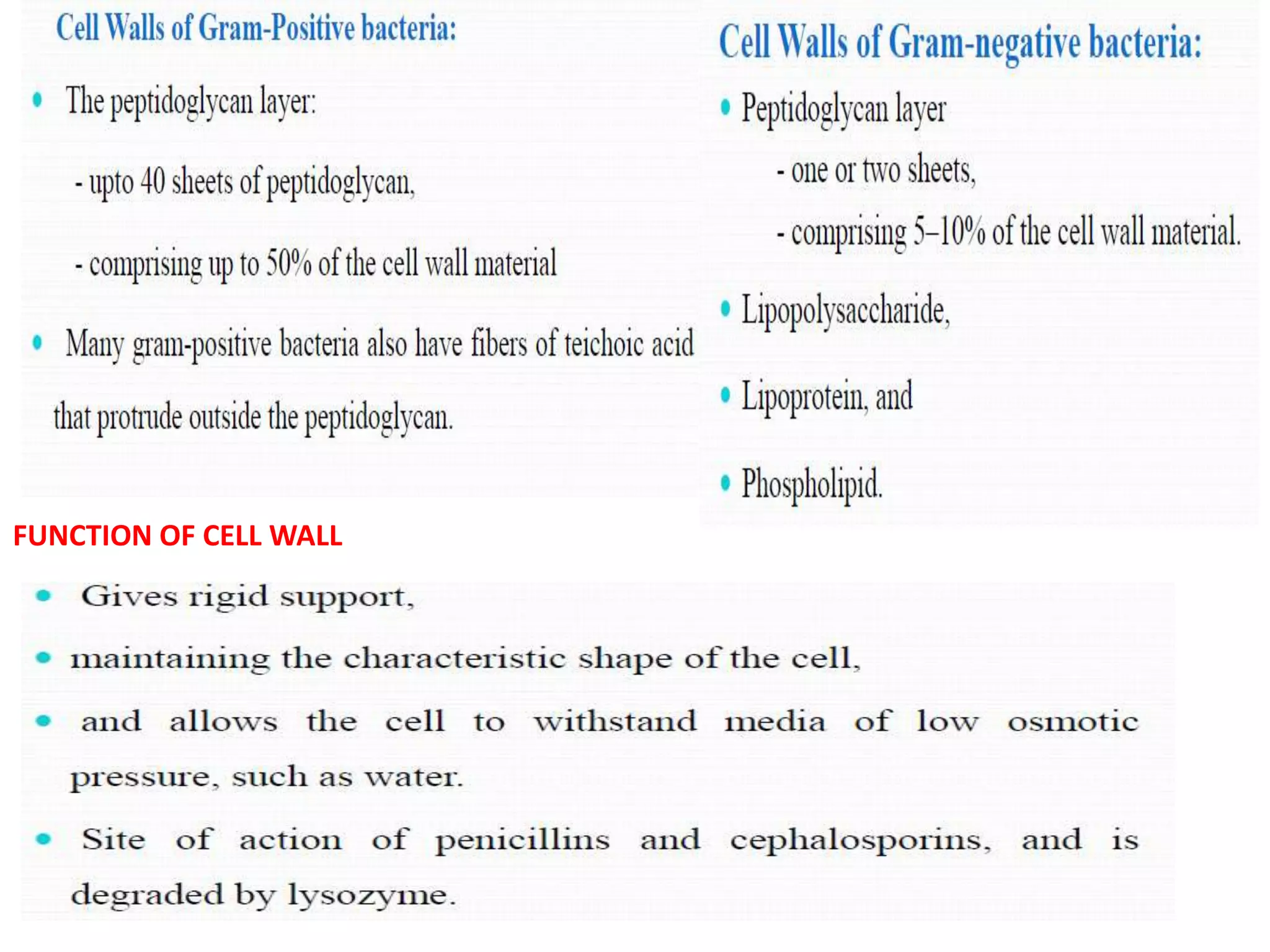 FUNCTION OF CELL WALL