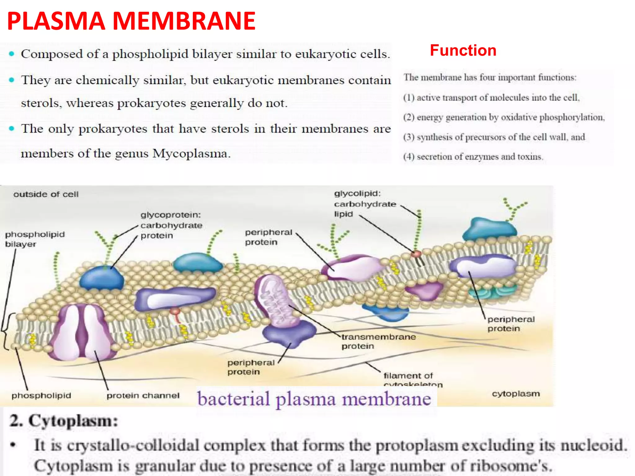 PLASMA MEMBRANE
Function