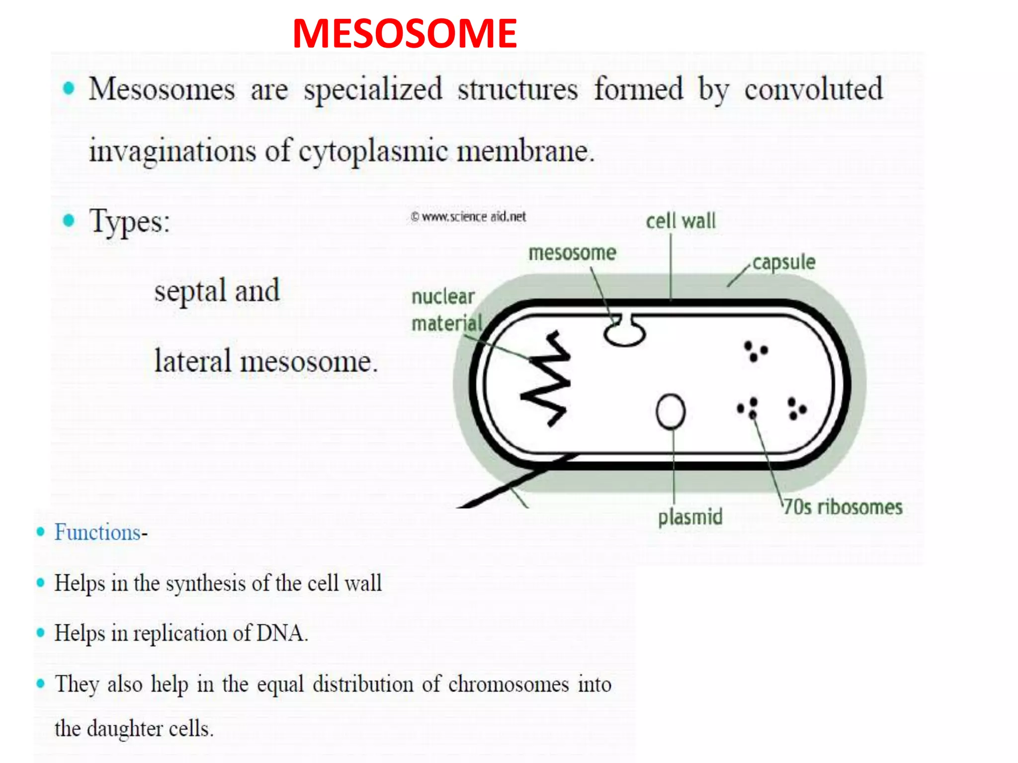 MESOSOME