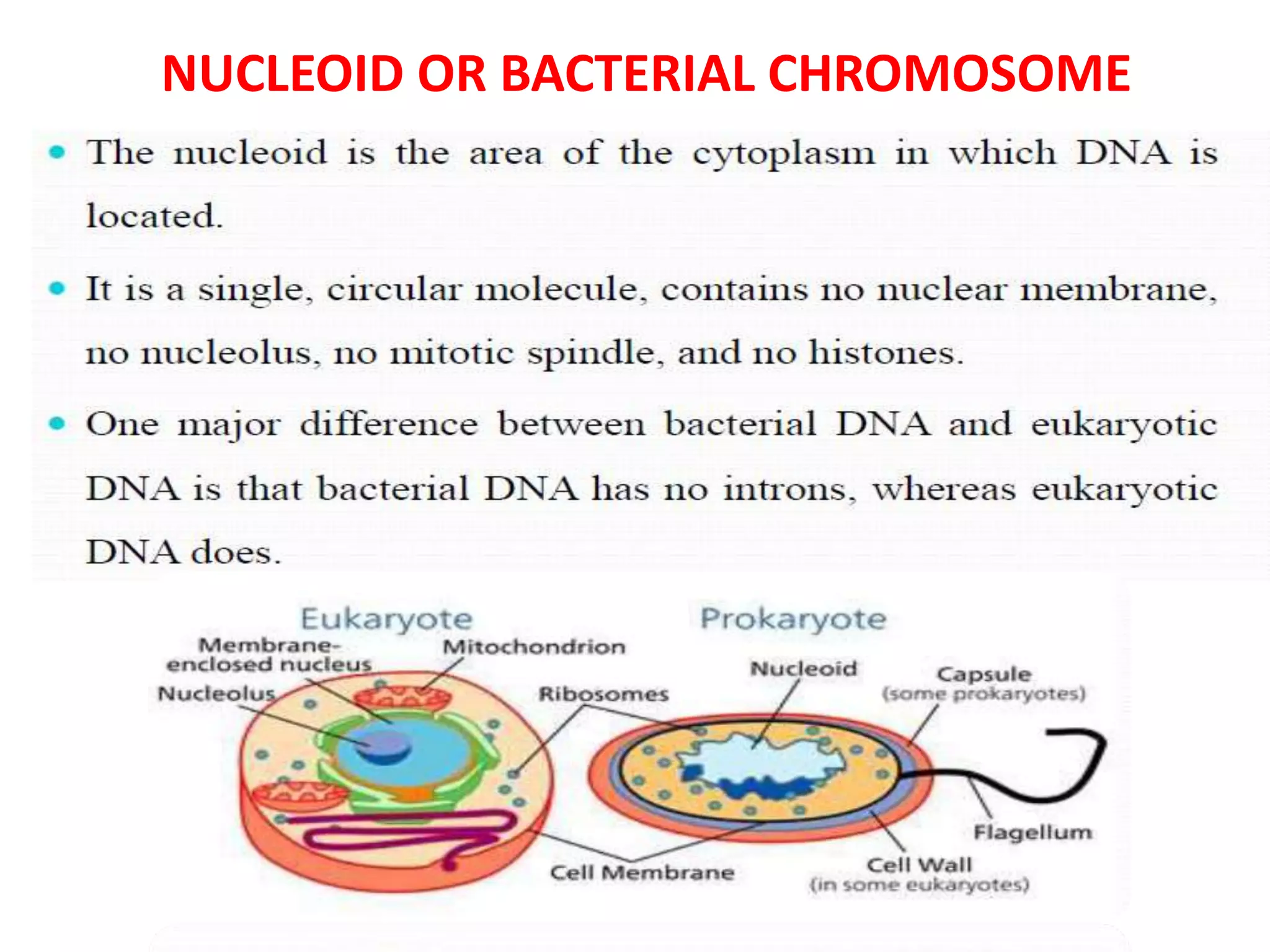 NUCLEOID OR BACTERIAL CHROMOSOME