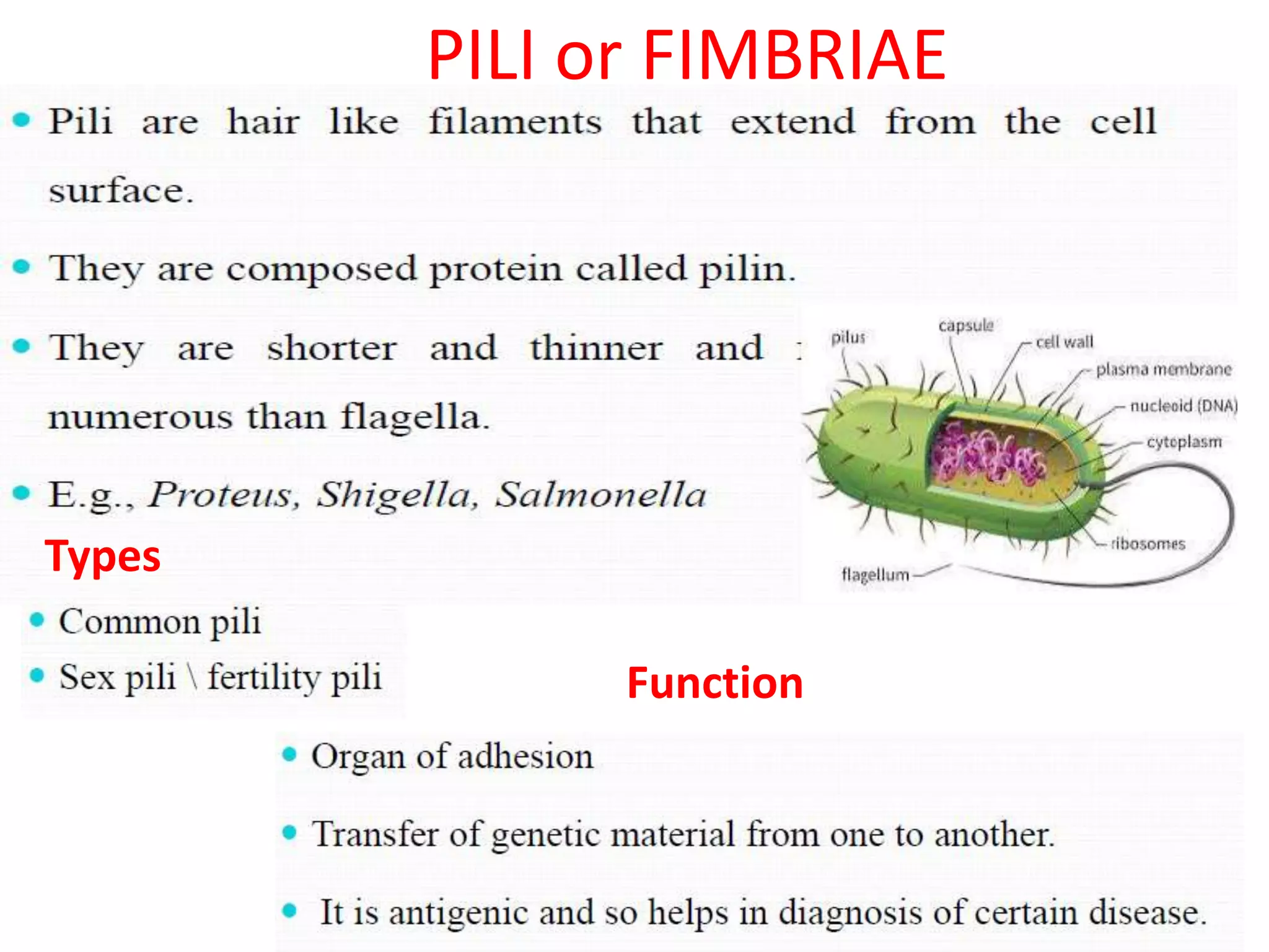 PILI or FIMBRIAE
Types
Function