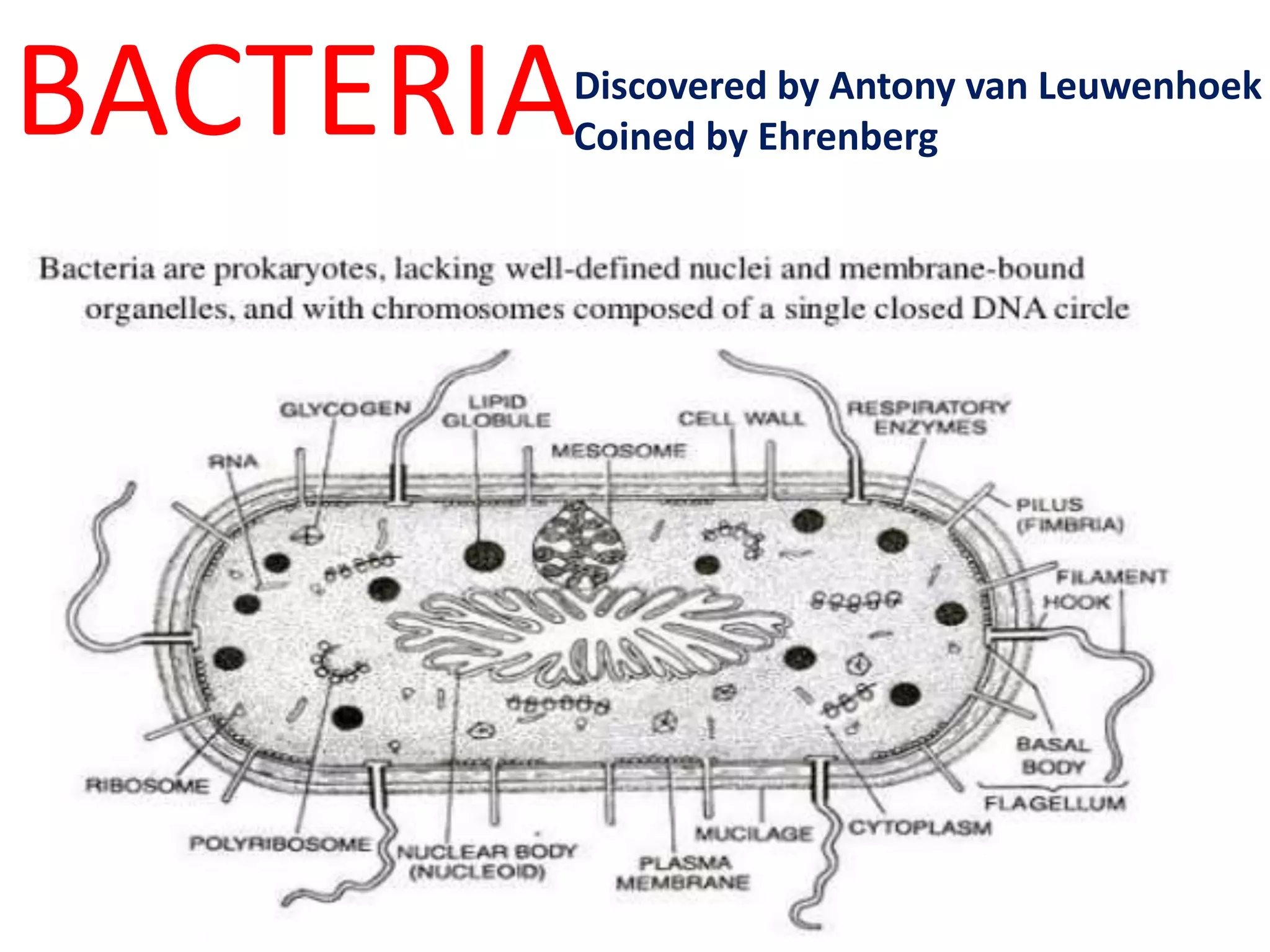 BACTERIADiscovered by Antony van Leuwenhoek
Coined by Ehrenberg
