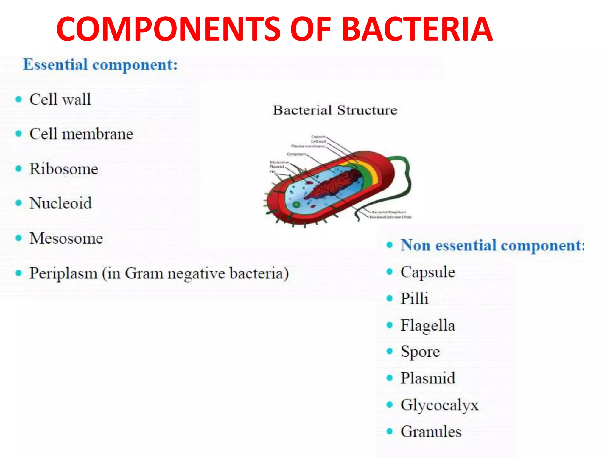 COMPONENTS OF BACTERIA