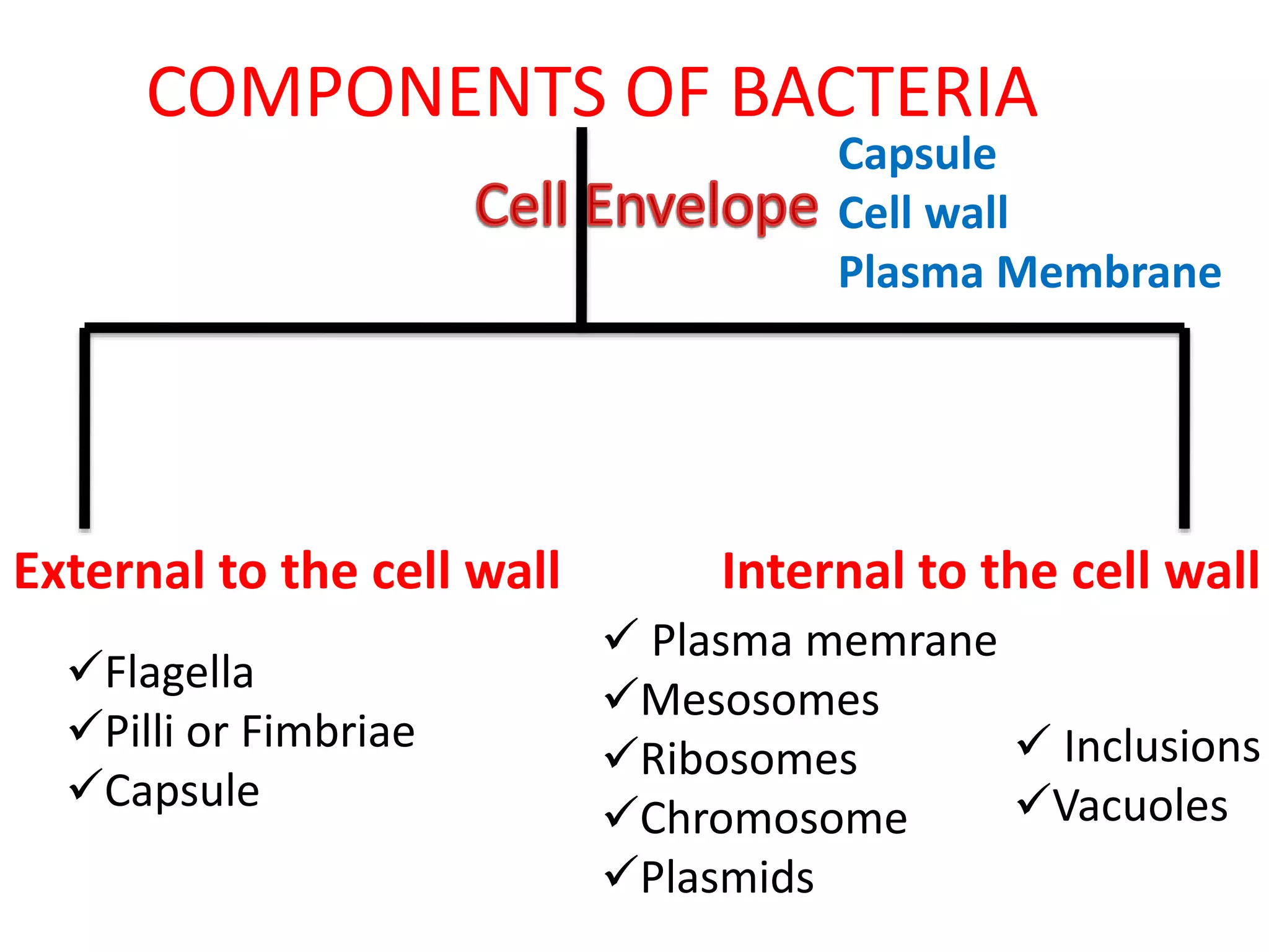 COMPONENTS OF BACTERIA
External to the cell wall Internal to the cell wall
Flagella
Pilli or Fimbriae
Capsule
Plasma memrane
Mesosomes
Ribosomes
Chromosome
Plasmids
Inclusions
Vacuoles
Capsule
Cell wall
Plasma Membrane