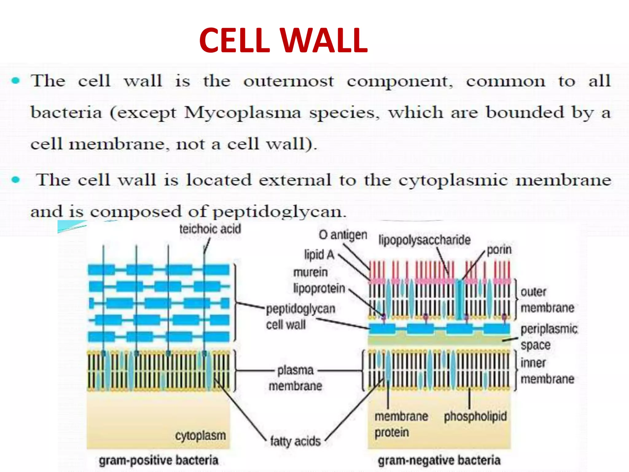 CELL WALL
