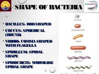 Structure of bacterial, plant and animal cells | PPT