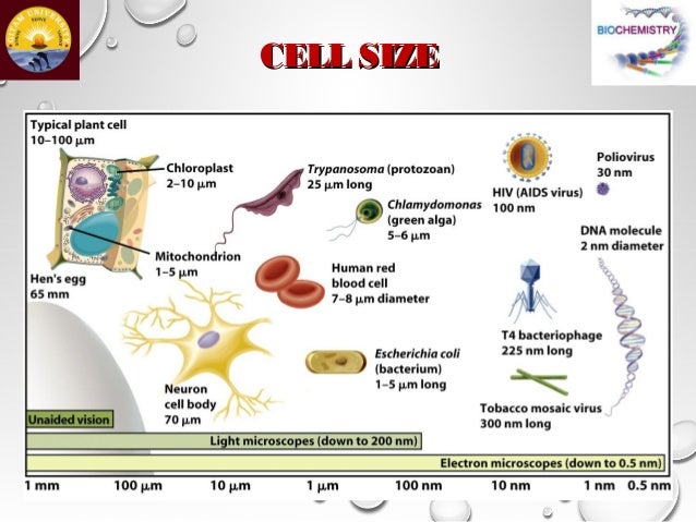 structure of bacterial plant and animal cells bacteria cell size