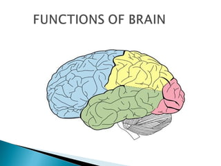 Structure of brain | PPT