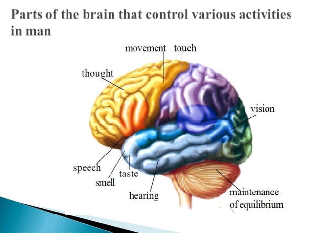 Structure of brain | PPT
