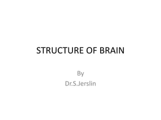 STRUCTURE OF BRAIN
By
Dr.S.Jerslin
 