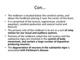 Con…
• The midbrain is located below the cerebral cortex, and
above the hindbrain placing it near the center of the brain....