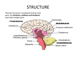 STRUCTURE
The brain structure is composed of three main
parts: the forebrain, midbrain and hindbrain,
each with multiple p...