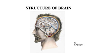 STRUCTURE OF BRAIN
by:
R. ABHINAY
 