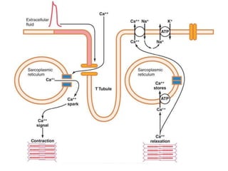 Structure of cardiac muscle excitation contraction coupling properties ...