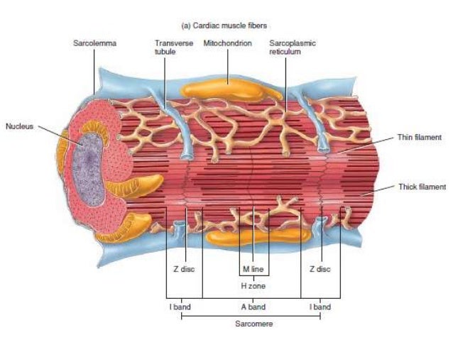 Structure of cardiac muscle excitation contraction ...