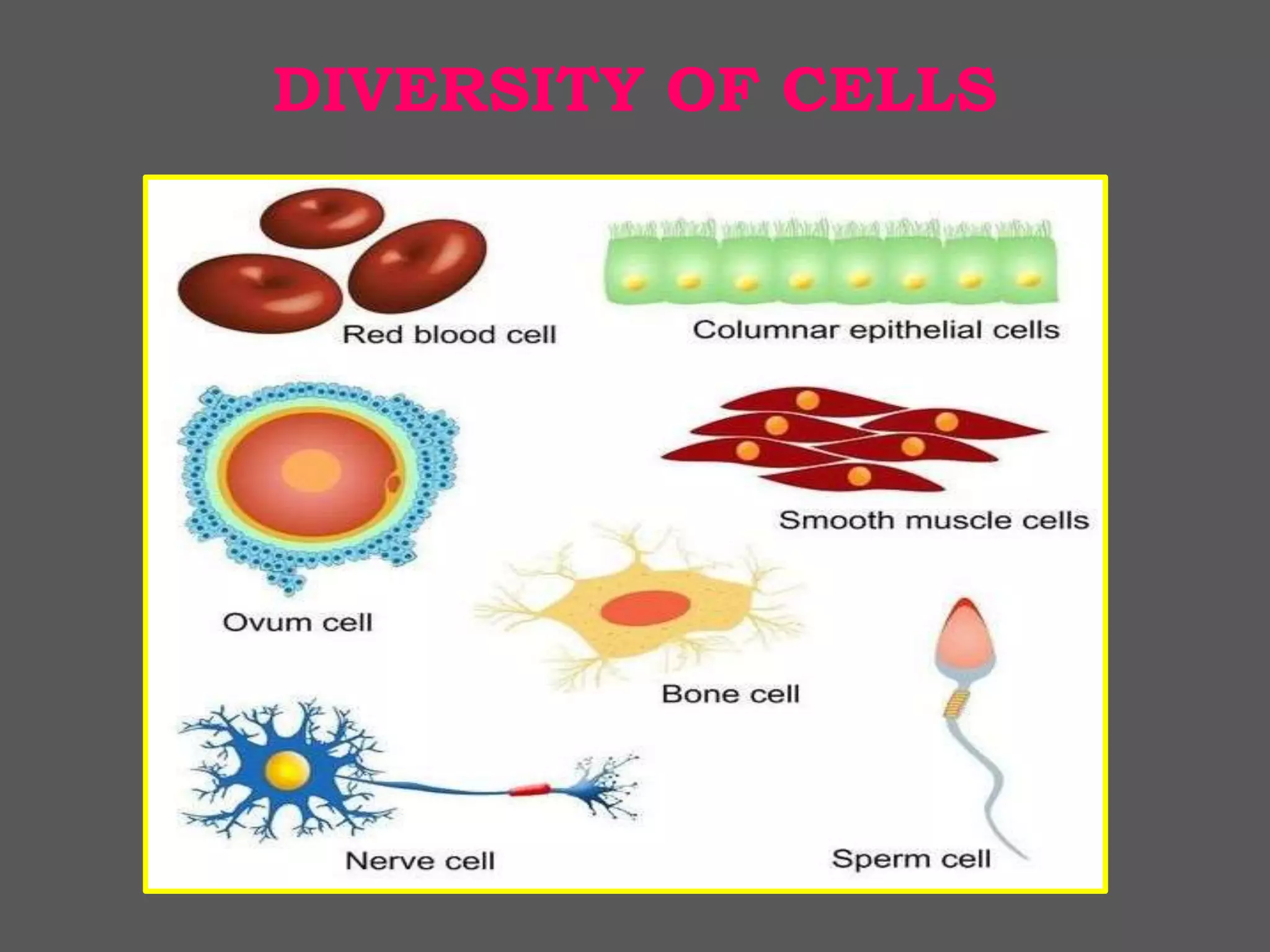 DIVERSITY OF CELLS
 