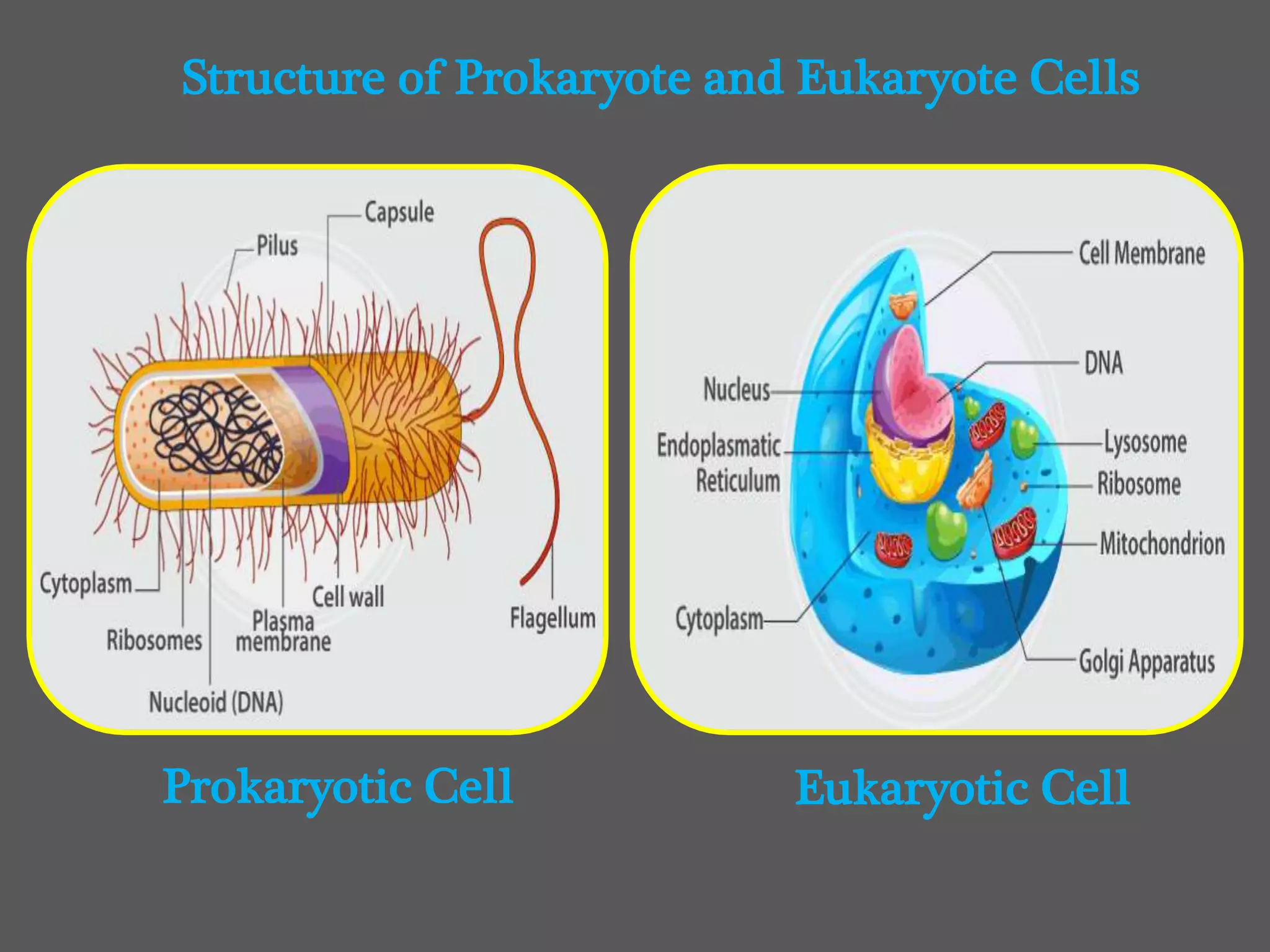 Prokaryotic Cell Eukaryotic Cell
Structure of Prokaryote and Eukaryote Cells
 