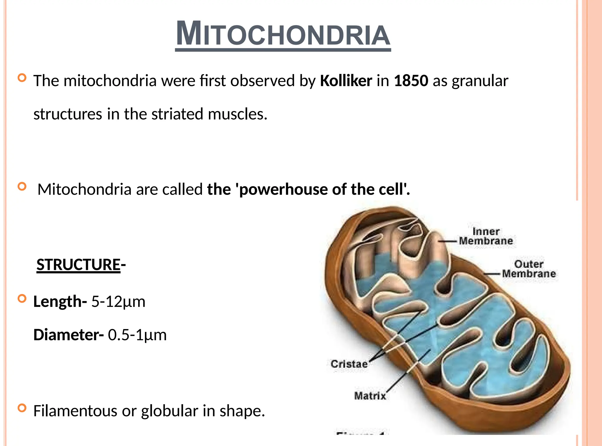 MITOCHONDRIA
 The mitochondria were first observed by Kolliker in 1850 as granular
structures in the striated muscles.
 Mitochondria are called the 'powerhouse of the cell'.
STRUCTURE-
 Length- 5-12µm
Diameter- 0.5-1µm
 Filamentous or globular in shape.
 